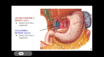 Ecografia Abdominal para principiantes Dra. Yorka Bastidas, Dra.Valentina Frizzi